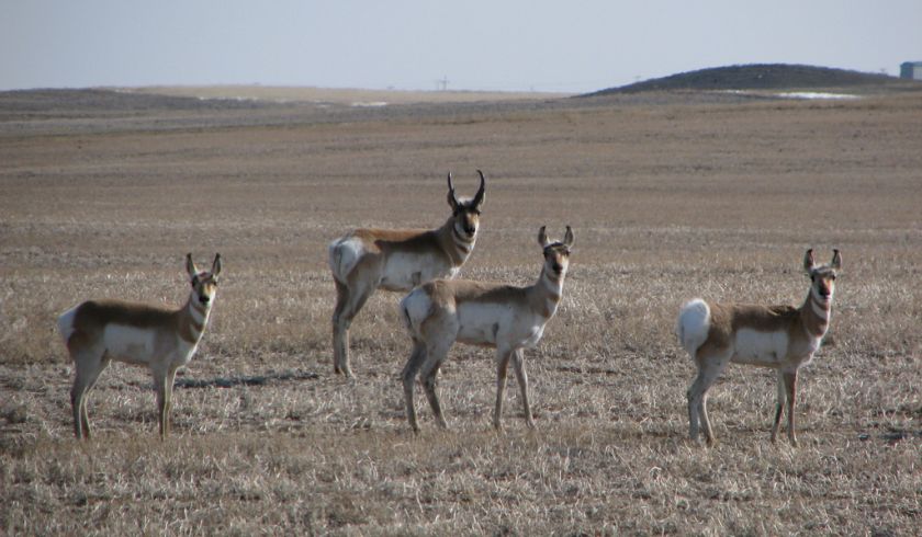 Antelope