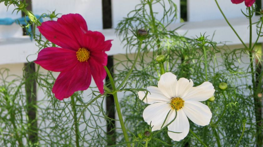 Cosmos