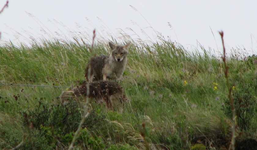 Coyotes