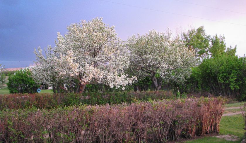 Crab Apple Trees