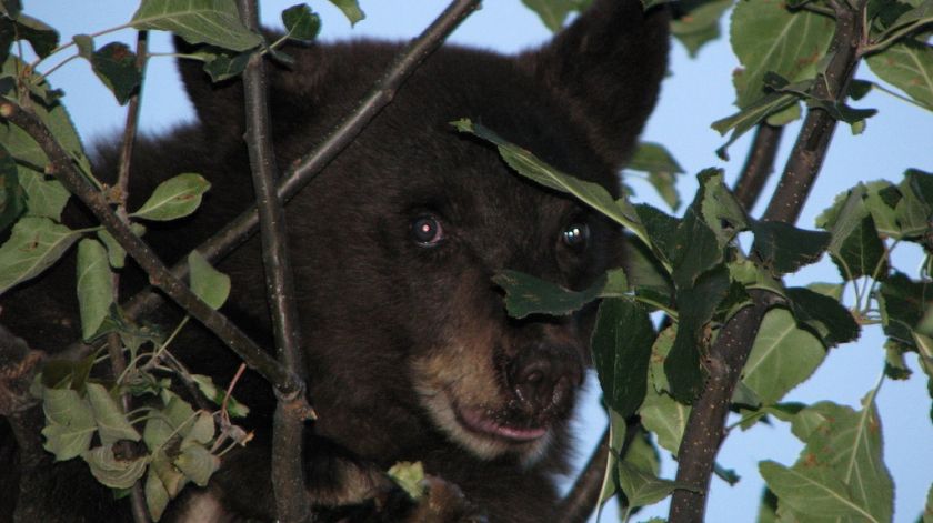 Cubby the Bear
