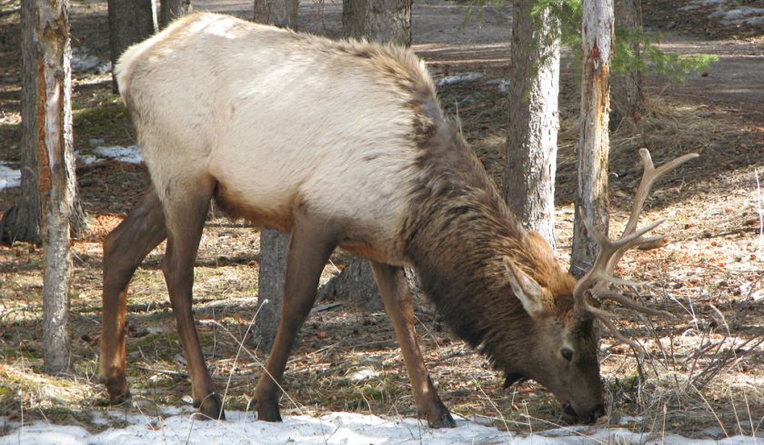 Elk