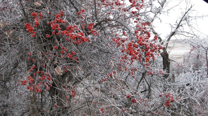 Frost & Berries
