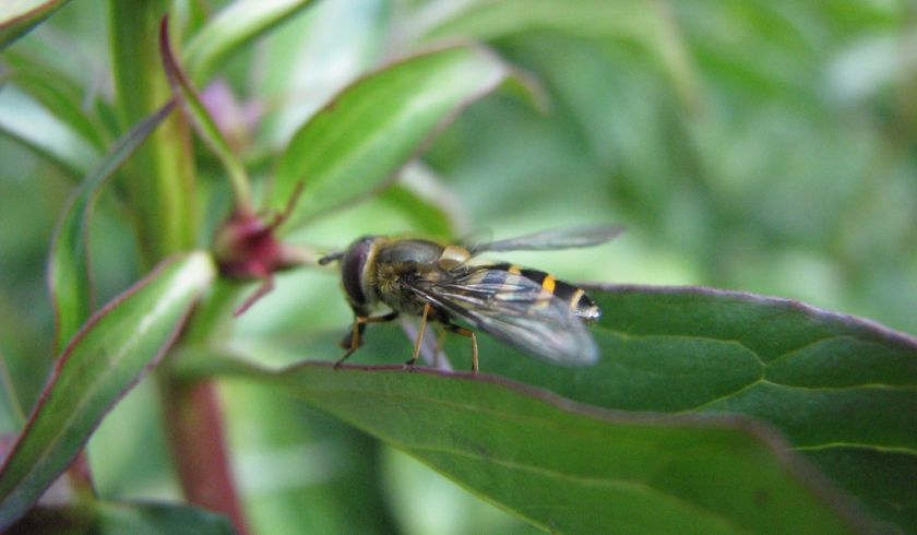 Honey Bee