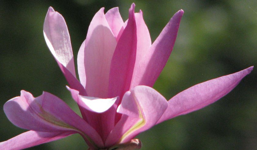 Magnolia Tree