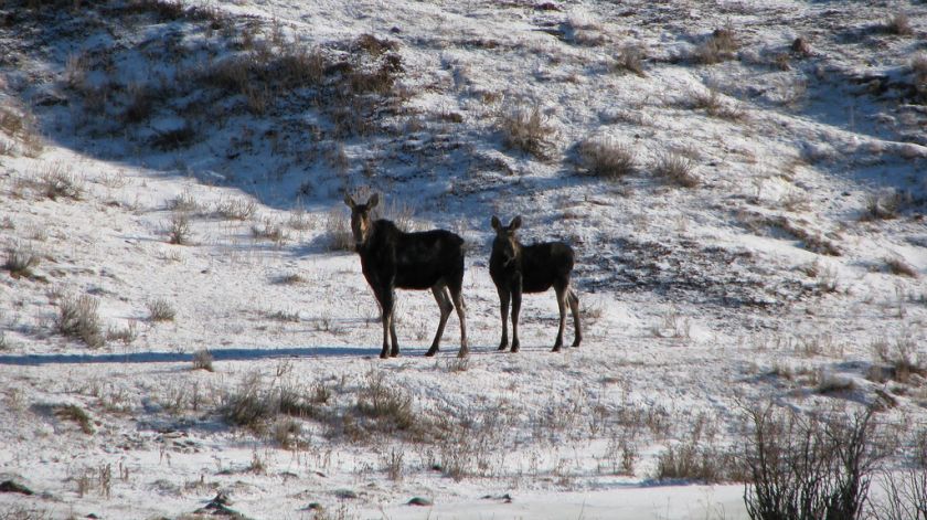 Moose & Calf