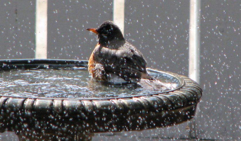 Robin
