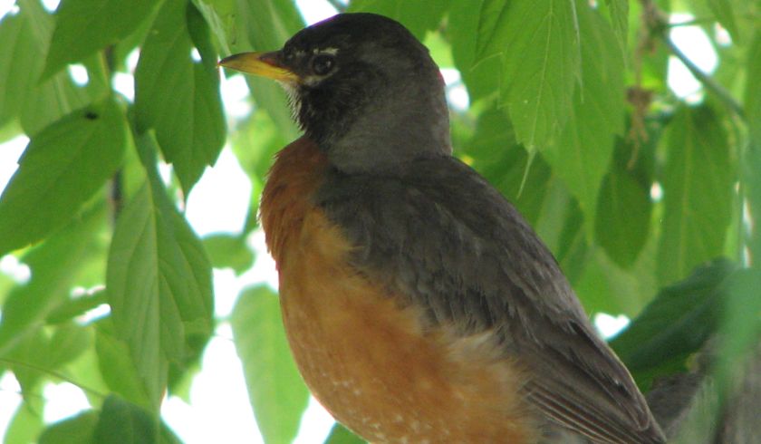 Robin