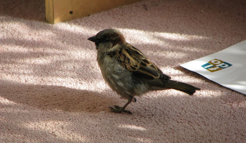 Sparrow