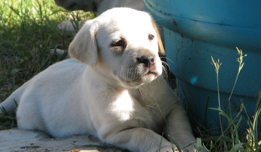 Yellow Labrador Retriever