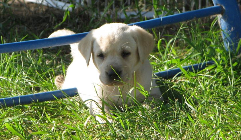 Yellow Labrador Retriever